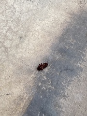 Periplaneta fuliginosa