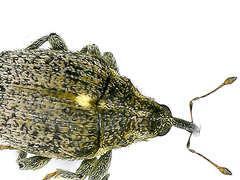 Ceutorhynchini