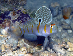 Amblyeleotris randalli