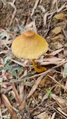 Leucocoprinus brunneoluteus