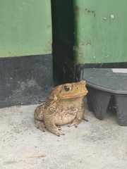 Rhinella diptycha