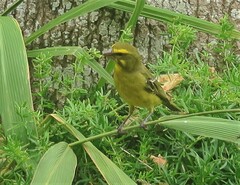 Crithagra sulphurata