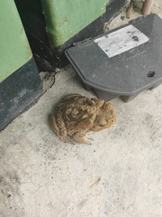 Rhinella diptycha