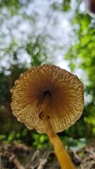 Leucocoprinus brunneoluteus