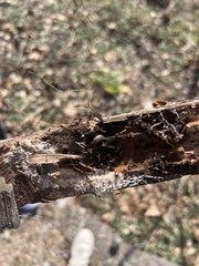 Armadillidium nasatum
