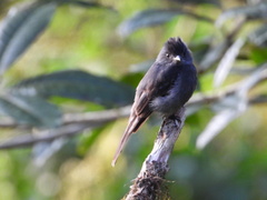 Contopus fumigatus