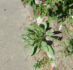 Gaillardia × grandiflora