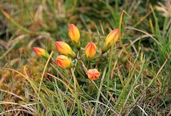 Gentianella hirculus