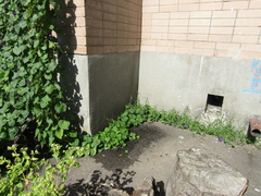 Ipomoea purpurea