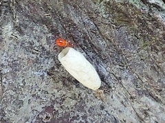 Oxycarenus lavaterae