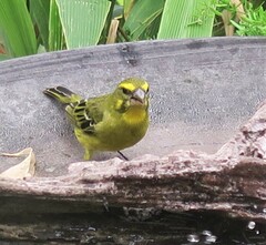 Crithagra sulphurata