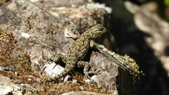 Sceloporus malachiticus