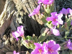 Mirabilis multiflora glandulosa