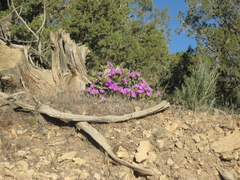 Mirabilis multiflora glandulosa