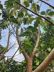 Artocarpus altilis