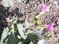 Mirabilis multiflora glandulosa
