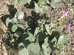 Mirabilis multiflora glandulosa