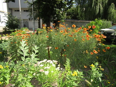 Gaillardia × grandiflora