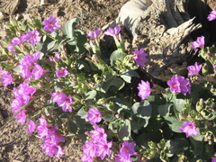 Mirabilis multiflora glandulosa