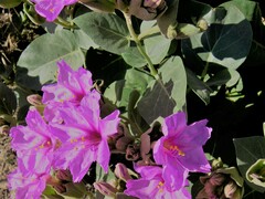 Mirabilis multiflora glandulosa