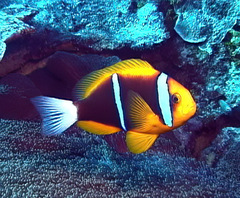 Amphiprion chrysopterus