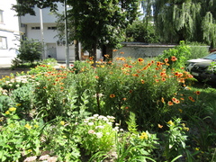 Gaillardia × grandiflora