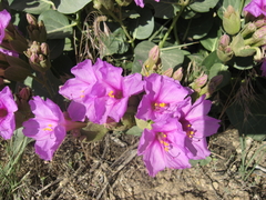 Mirabilis multiflora glandulosa