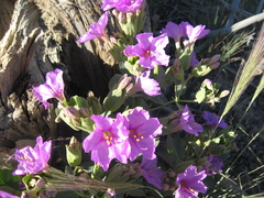 Mirabilis multiflora glandulosa