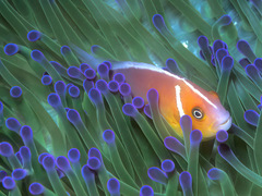 Amphiprion perideraion