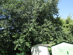 Populus × canescens