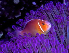 Amphiprion perideraion