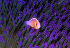 Amphiprion perideraion