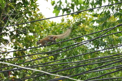 Callosciurus
