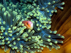 Amphiprion perideraion