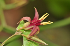 Stemona curtisii