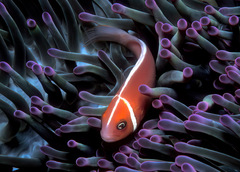 Amphiprion perideraion
