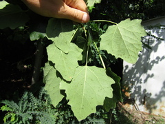 Populus × canescens