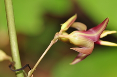 Stemona curtisii