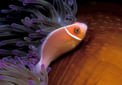 Amphiprion perideraion