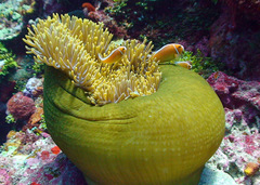 Amphiprion perideraion