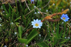 Gentiana sedifolia