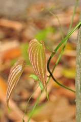 Stemona curtisii