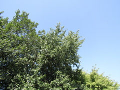 Populus × canescens