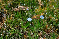 Gentiana sedifolia