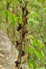 Stemona curtisii