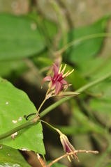 Stemona curtisii
