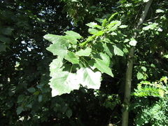 Populus × canescens