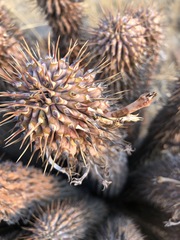 Ceropegia gordonii image