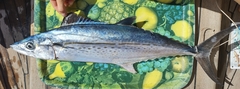 Scomberomorus regalis