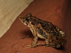 Fejervarya limnocharis